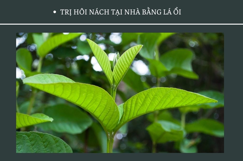 tri-hoi-nach-tai-nha-bang-la-oi