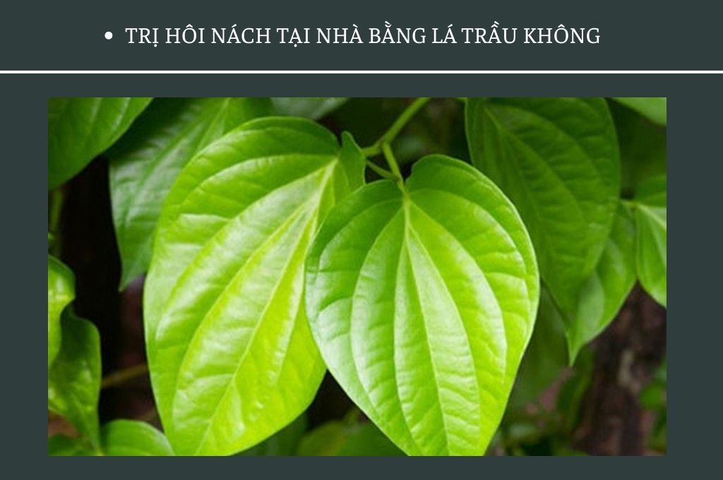 tri-hoi-nach-tai-nha-bang-la-trau-khong