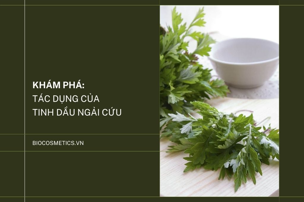 kham-pha-tac-dung-cua-tinh-dau-ngai-cuu
