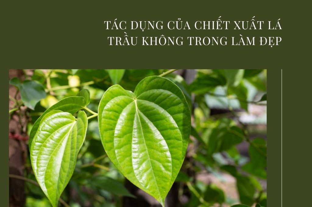 Tác dụng của chiết xuất lá trầu không trong làm đẹp