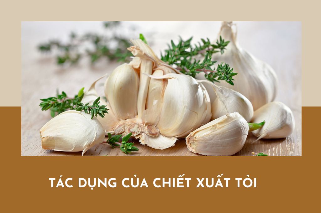 tac-dung-cua-chiet-xuat-toi