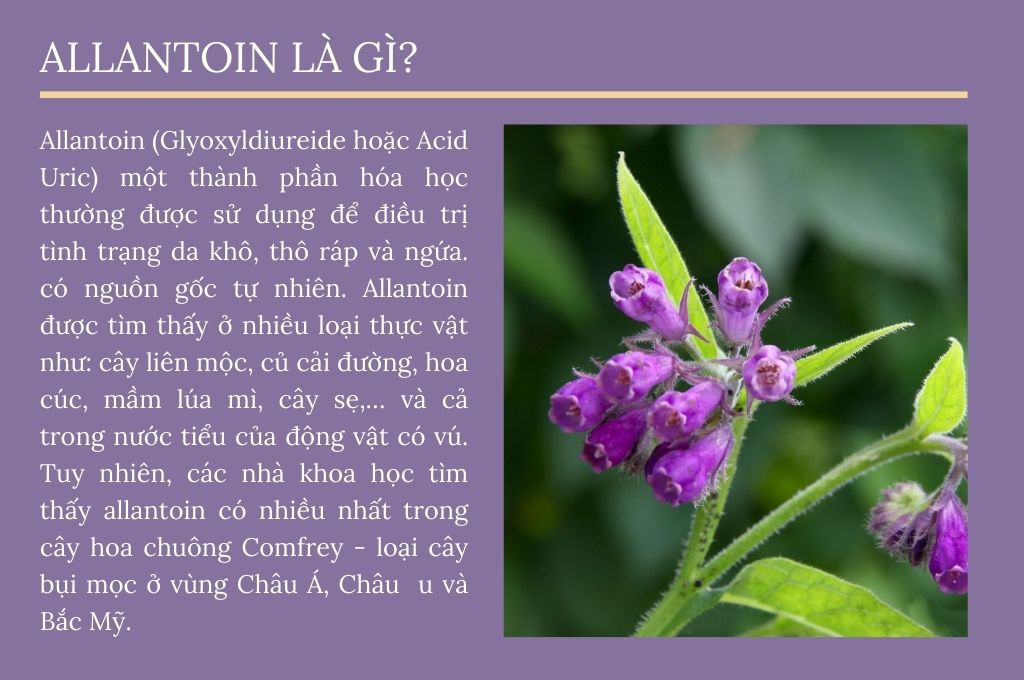 Allantoin T C D Ng L M P V An To N C A Allantoin Bio   Allantoin La Gi 