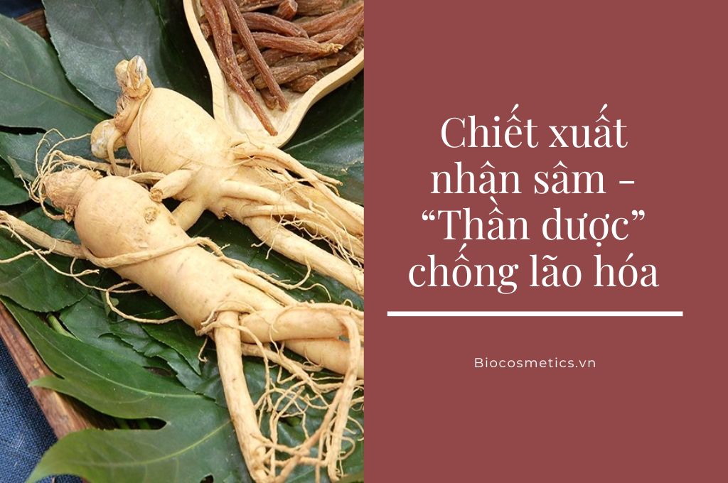 chiet-xuat-nhan-sam-than-duoc-chong-lao-hoa